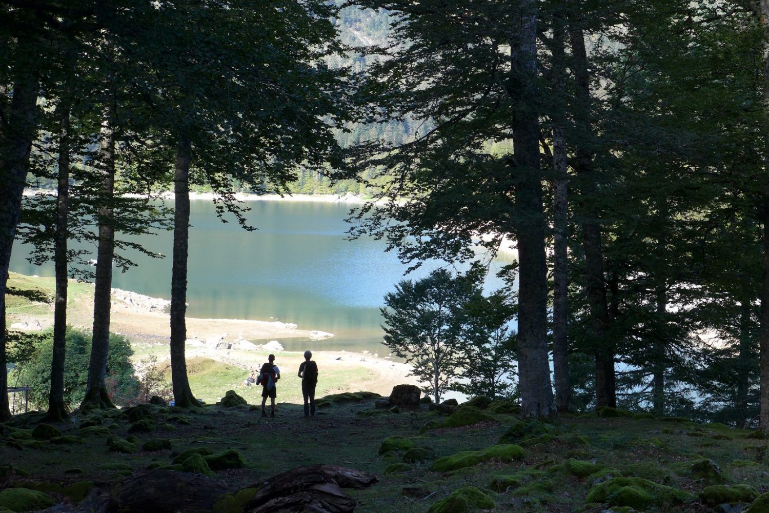 paysage d'un lac au bord d'une forêt